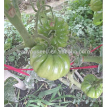 T51 Mati gros fruit taille indéterminée graines de tomates spéciales